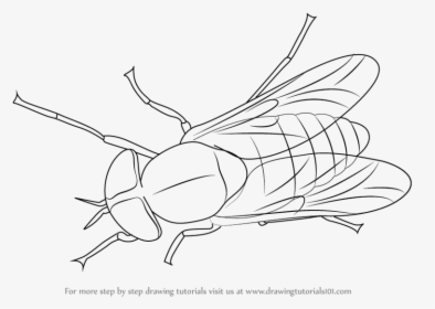 Black Horse Fly Transparent Png Rhinoceros Beetle - Fly Clipart Black And White, Png Download, Transparent PNG