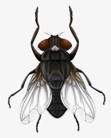 Insects Parts Of The Fly, HD Png Download, Transparent PNG