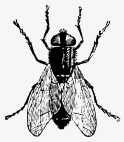 Black Horse Fly Png Clipart - Fly Clip Art Black And White, Transparent Png, Transparent PNG