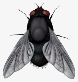 Муха Пнг, HD Png Download, Transparent PNG