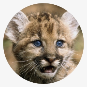 Florida Panther - Florida Panthers Animal Cubs, HD Png Download, Transparent PNG