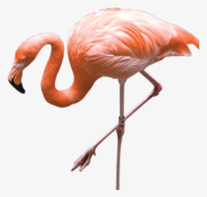 Free Png Download Flamingo Png Images Background Png - Real Flamingo Png, Transparent Png, Transparent PNG