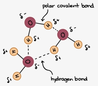 Hydrogen Bonds Between Adjacent Molecules, HD Png Download, Transparent PNG