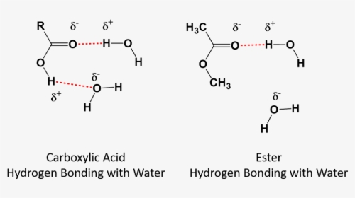 Carboxylic Acid Hydrogen Bonding With Water, HD Png Download, Transparent PNG