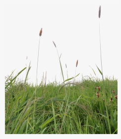 Long Grass Png - Grass Png For Photoshop, Transparent Png, Transparent PNG