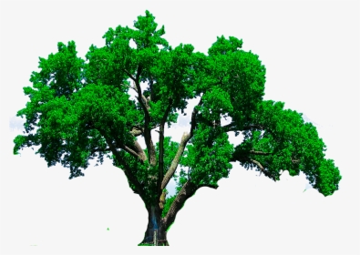 Tree For Picsart Editing, HD Png Download , Transparent Png Image - PNGitem