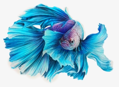 Transparent Betta Fish Clipart - Fish Drawing Color Pencil, HD Png Download, Transparent PNG