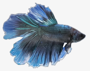 Transparent Betta Fish Clipart - Blue Betta Fish Png, Png Download, Transparent PNG