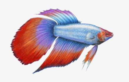 Alot Of Betta Fish Png , Png Download - Beta Fish Drawings, Transparent Png, Transparent PNG
