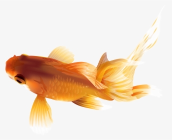 Goldfish Png Transparent Clip Art Image, Png Download, Transparent PNG