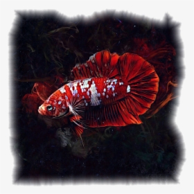 Betta Fish Super Red, HD Png Download, Transparent PNG