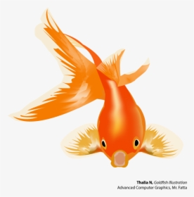 Goldfish Clipart Colorful Fish - Gold Fish Vector Png, Transparent Png, Transparent PNG