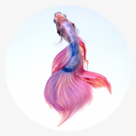 Pink Colour Beautiful Fish, HD Png Download, Transparent PNG