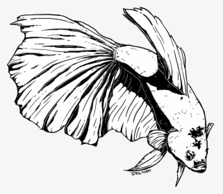 Picture Library Stock Betta Drawing Sketch - Illustration, HD Png Download, Transparent PNG