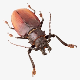 Insect - Insects Png, Transparent Png, Transparent PNG