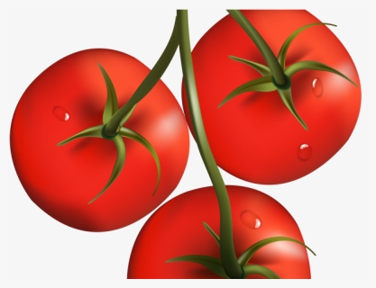 Tomato Slice PNG Images, Transparent Tomato Slice Image Download - PNGitem