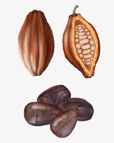 Cocoa Nut Png Clip Art - Drawing Cocoa Bean, Transparent Png, Transparent PNG