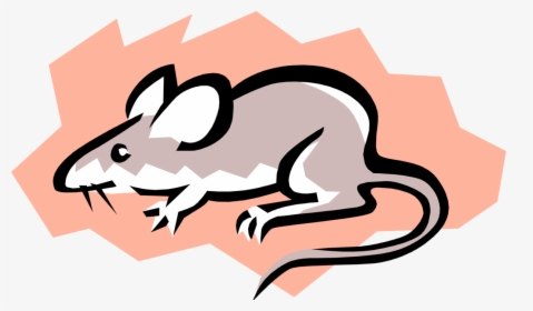 Vector Illustration Of Rodent Grey Mouse - Cómo Se Pueden Contaminar Los Alimentos, HD Png Download, Transparent PNG