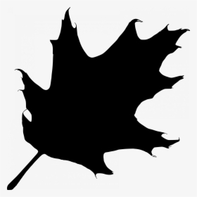 Transparent Acorn Clip Art - Oak Tree Leaf Silhouette, HD Png Download, Transparent PNG