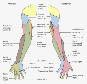 Gray812and814 - Arm Dermatome Map, HD Png Download, Transparent PNG