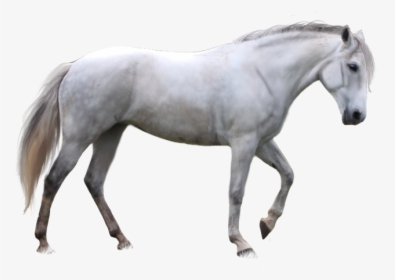 White Horse Png - White Horse Transparent Background, Png Download, Transparent PNG