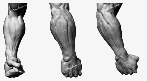 Muscle Anatomy Male Leg, HD Png Download, Transparent PNG
