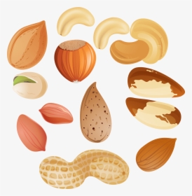 Clip Art Collection Of Acorn Vector - Nuts Clipart, HD Png Download, Transparent PNG
