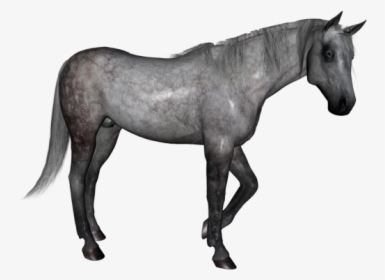 Dapple Grey Horse Png, Transparent Png, Transparent PNG