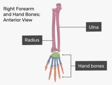 Anterior View Of Right Forearm And Hand Bones - Bones Of Hands, HD Png Download, Transparent PNG