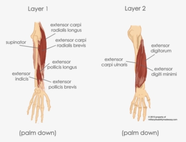 Extensor Carpi Ulnaris And Extensor Digiti Minimi, HD Png Download, Transparent PNG