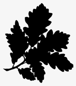 Transparent Acorn Clipart Black And White - Botanical Drawings The Drunken Botanist, HD Png Download, Transparent PNG