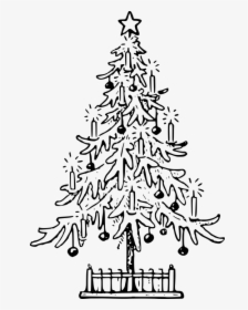 Christmas, Christmas Tree, Confer, Fir, Holiday, Lutz - Christmas Tree Drawing Png, Transparent Png, Transparent PNG
