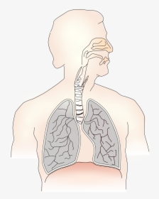 Lungs, Windpipe & Mouth Clip Arts - Human Lungs Diagram Unlabeled, HD Png Download, Transparent PNG