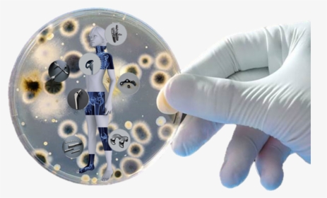 Microbes In Petri Dish, HD Png Download, Transparent PNG