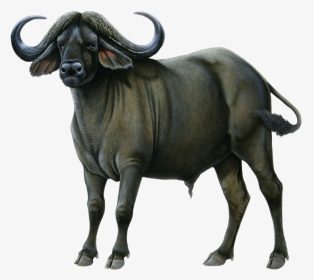 Ox Animal Png Picture - Buffalo Transparent Background, Png Download, Transparent PNG