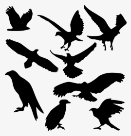 Bird, Bird Of Prey, Raptor, Eagle, Fly, Hawk, Iconset - Silhouette Wedge Tail Eagle, HD Png Download, Transparent PNG