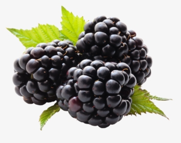 Blackberry Png - Health Benefits For Blackberry, Transparent Png, Transparent PNG