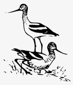 Avocet Birds Vector - Pashu Pakshi Ki Drawing, HD Png Download, Transparent PNG