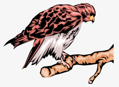 Vector Illustration Of Bird Of Prey Eagle Raptor Bird - Hawk, HD Png Download, Transparent PNG