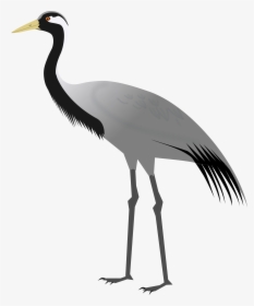 Heron Vector Crane Bird - Demoiselle Crane, HD Png Download, Transparent PNG
