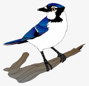 Free Vector Bird - Blue Jay Birds Clipart, HD Png Download, Transparent PNG