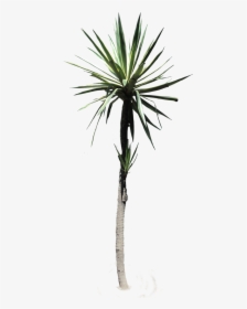 #palmtree #yucca #desertplant #tropical #plant #nature - Desert Plant Png, Transparent Png, Transparent PNG