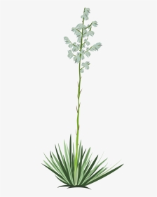 Yucca Vector - Yucca Tree Transparent Background, HD Png Download, Transparent PNG