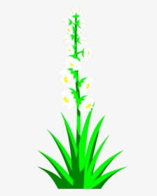 Transparent Cactus Clip Art, HD Png Download, Transparent PNG