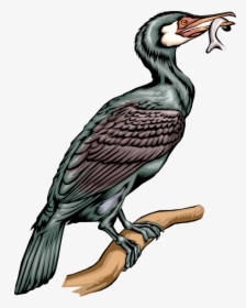 Vector Illustration Of Web Footed Diving Cormorant - Cormorant Birds Clipart, HD Png Download, Transparent PNG