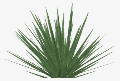 Transparent Yucca Plant Png - Phormium Tenax Png, Png Download, Transparent PNG