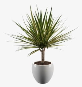 Yoga Plant , Png Download - Yucca Plant Png, Transparent Png, Transparent PNG