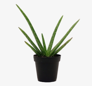 Aloe Vera Plant Png High-quality Image - Common Non Flowering Plants, Transparent Png, Transparent PNG