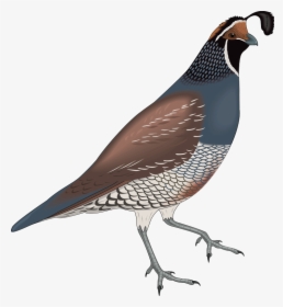 Free Vector Bird - Quail Png, Transparent Png, Transparent PNG