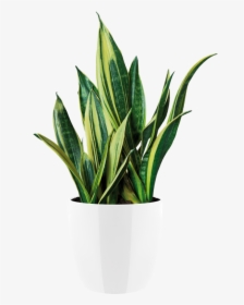 Indoor Plants Png - Flowerpot, Transparent Png, Transparent PNG